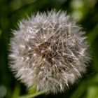 Pusteblume