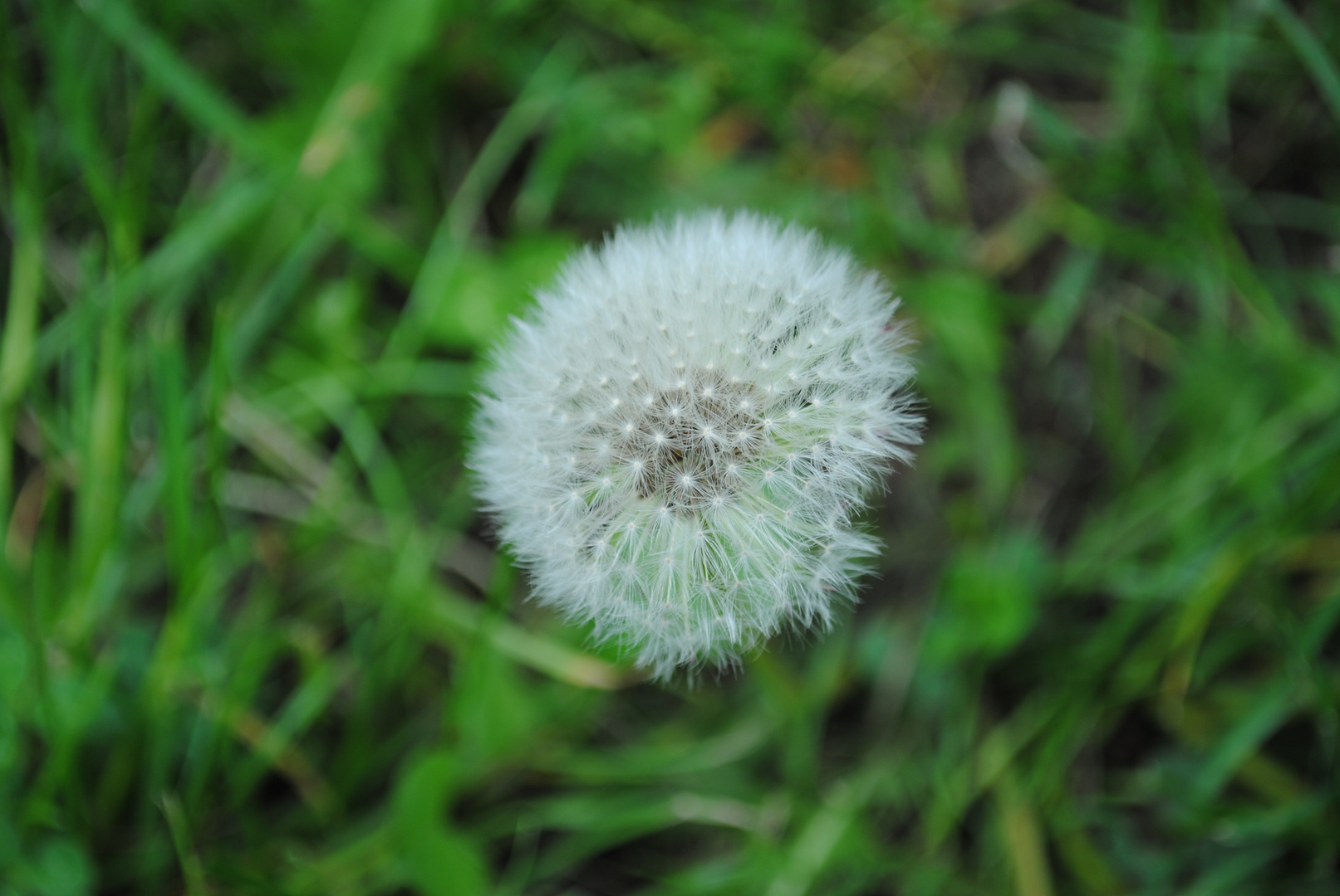 ...Pusteblume