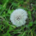 ...Pusteblume