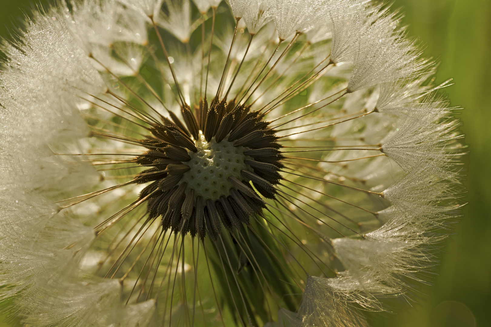  Pusteblume 