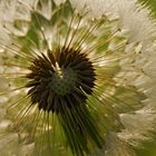  Pusteblume 