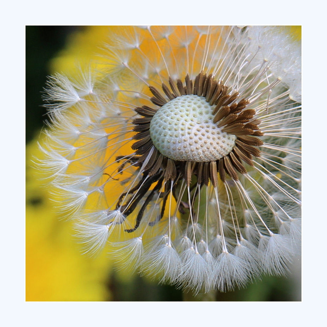 Pusteblume