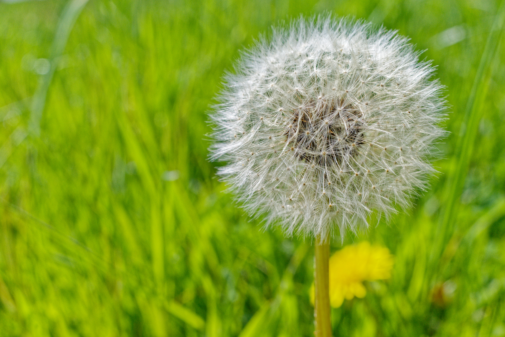 Pusteblume