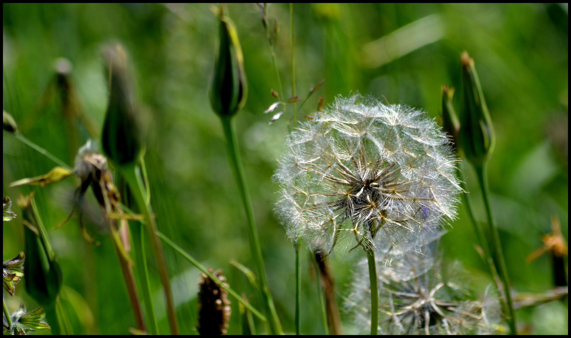 Pusteblume