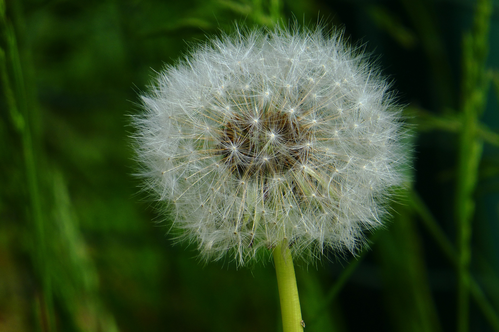 Pusteblume.