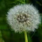 Pusteblume.