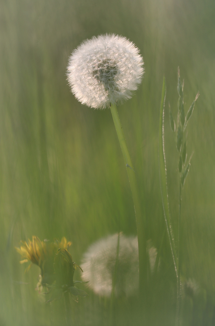 Pusteblume