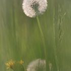 Pusteblume