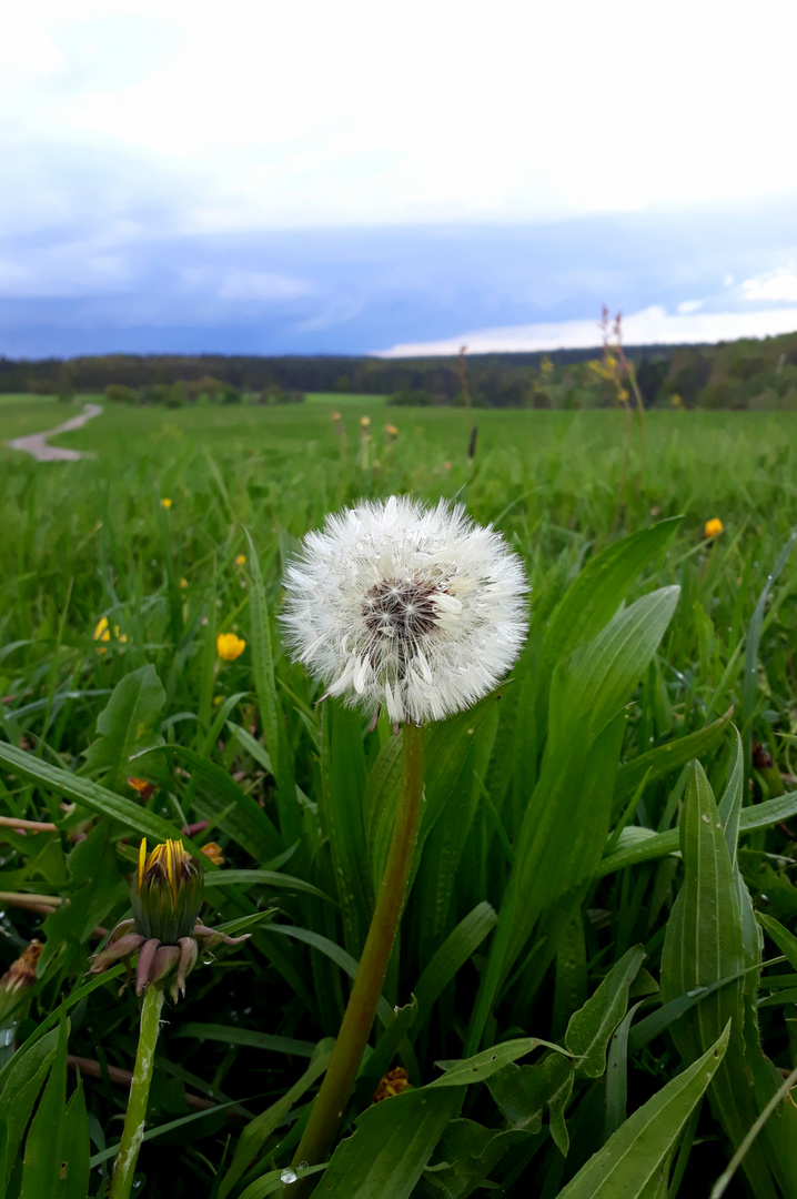 Pusteblume