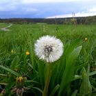 Pusteblume