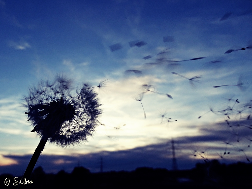 Pusteblume