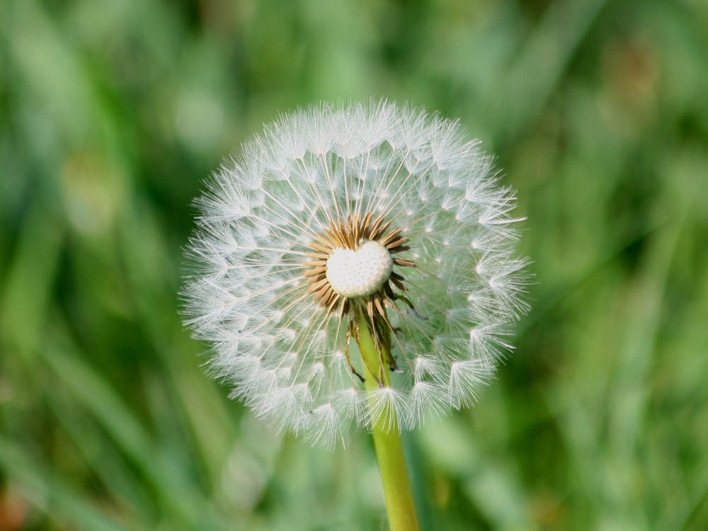 Pusteblume