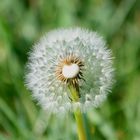 Pusteblume