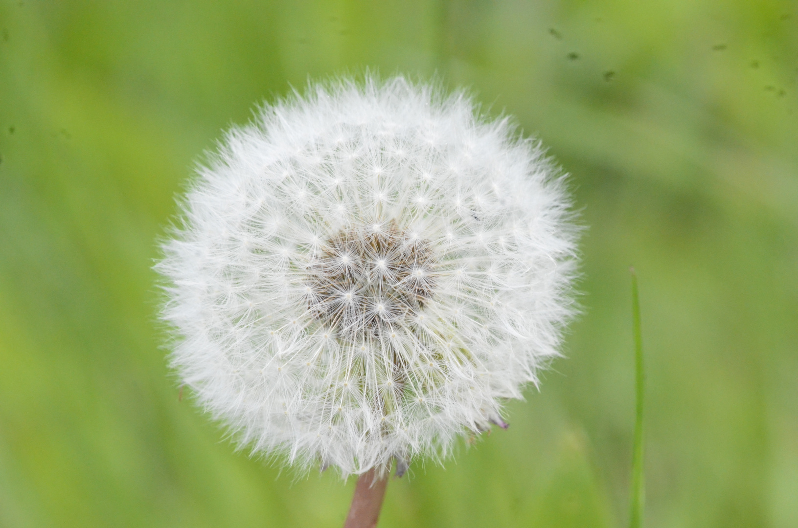 Pusteblume