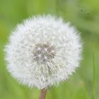 Pusteblume