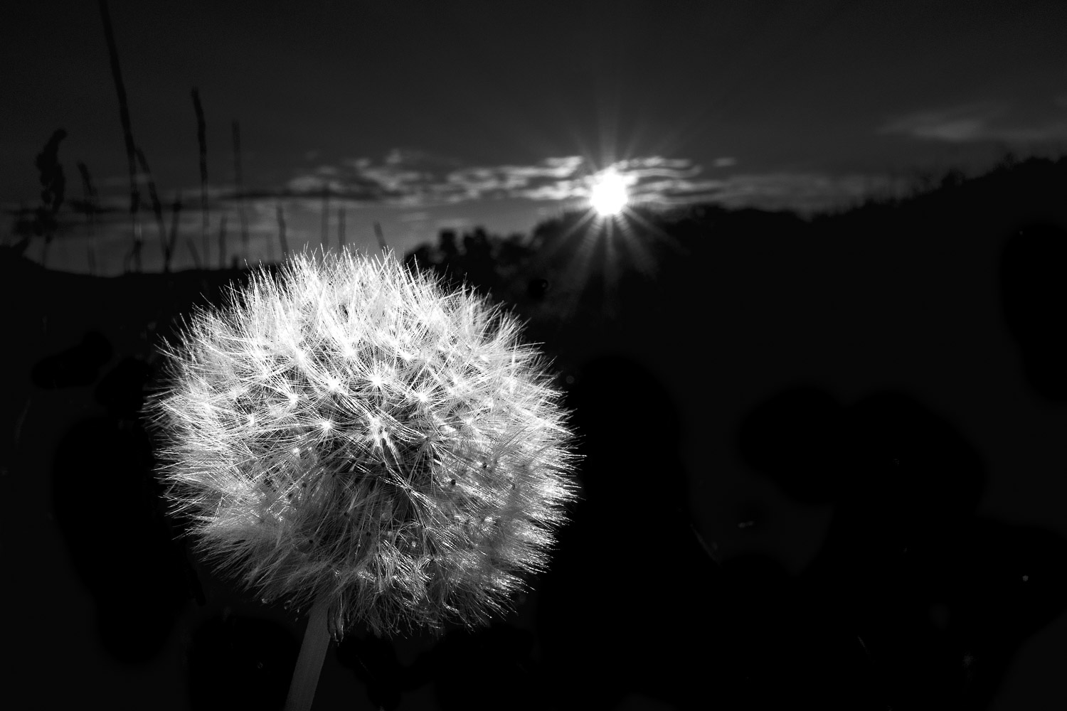 Pusteblume