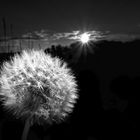 Pusteblume