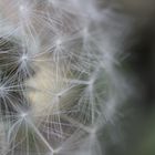 Pusteblume