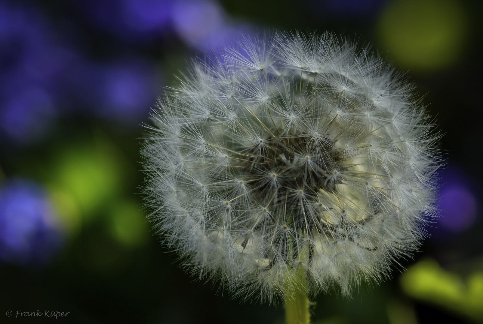 Pusteblume