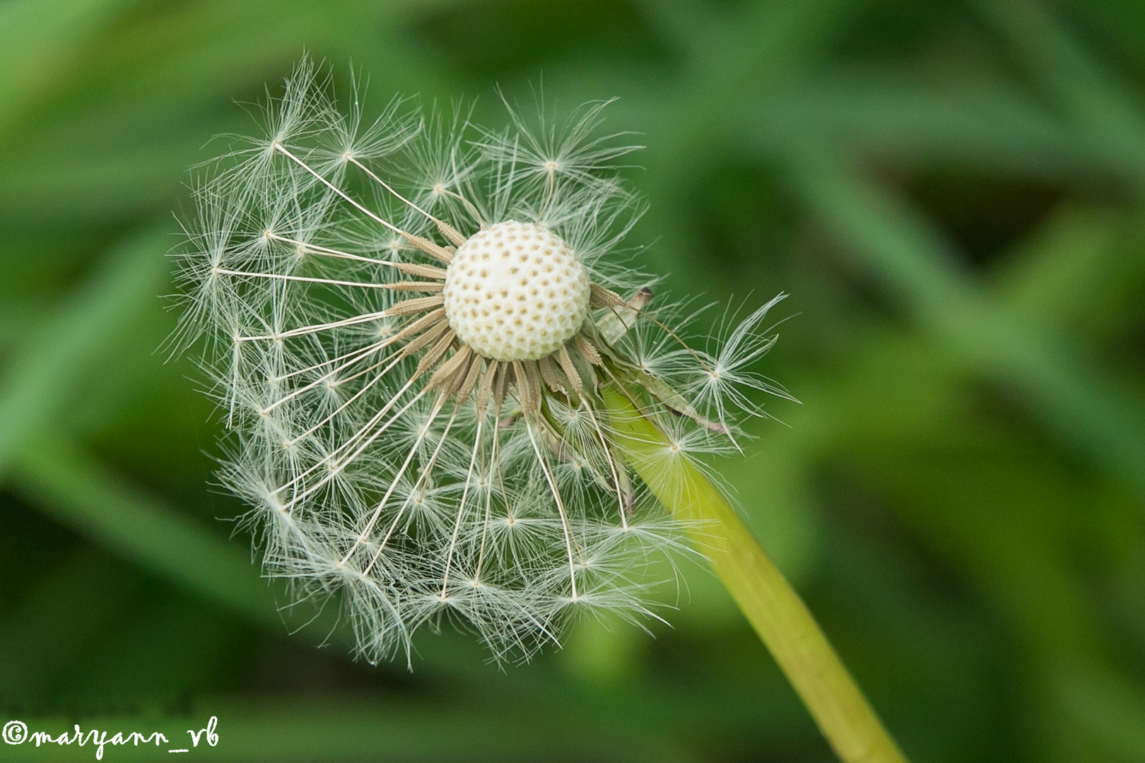 Pusteblume