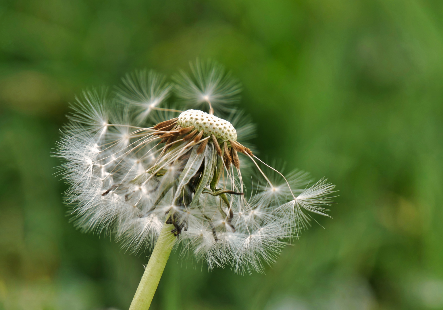 Pusteblume