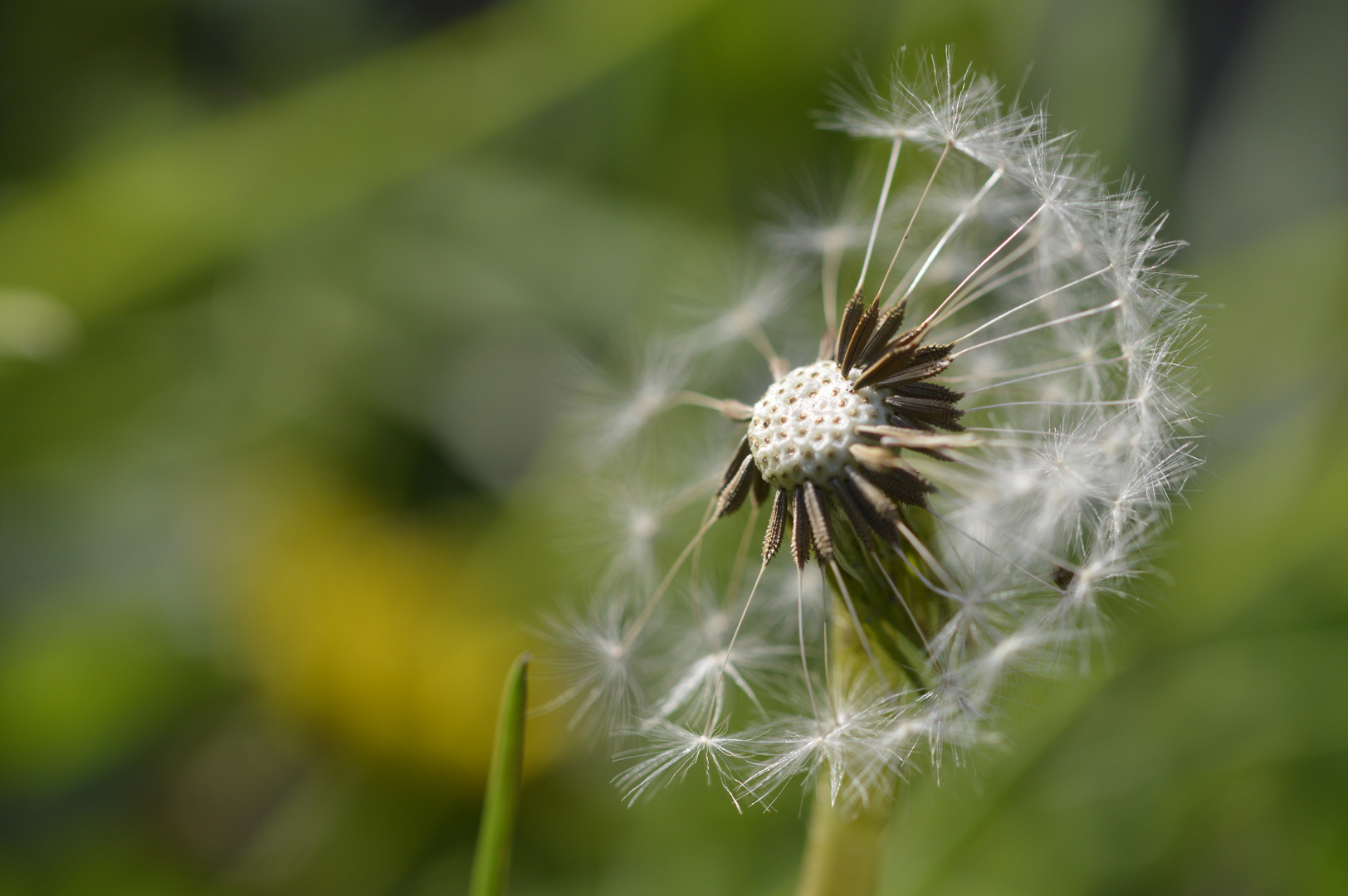 Pusteblume deconstructed