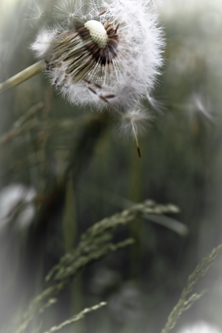 Pusteblume