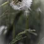 Pusteblume