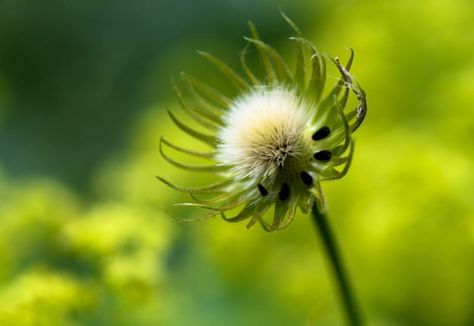 Pusteblume der anderen Art