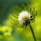 Pusteblume der anderen Art