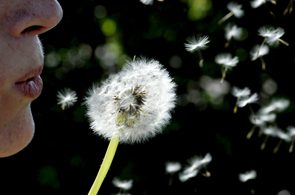 Pusteblume -der Frühling kann kommen