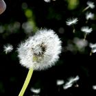 Pusteblume -der Frühling kann kommen