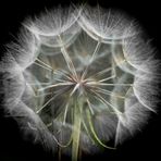 Pusteblume des Bocksbart