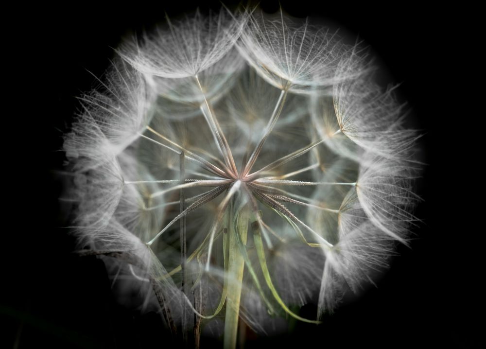 Pusteblume des Bocksbart