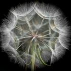 Pusteblume des Bocksbart