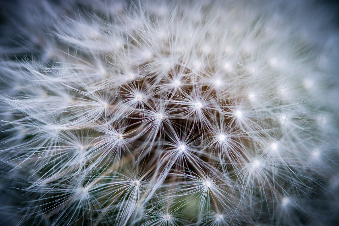 Pusteblume Detail