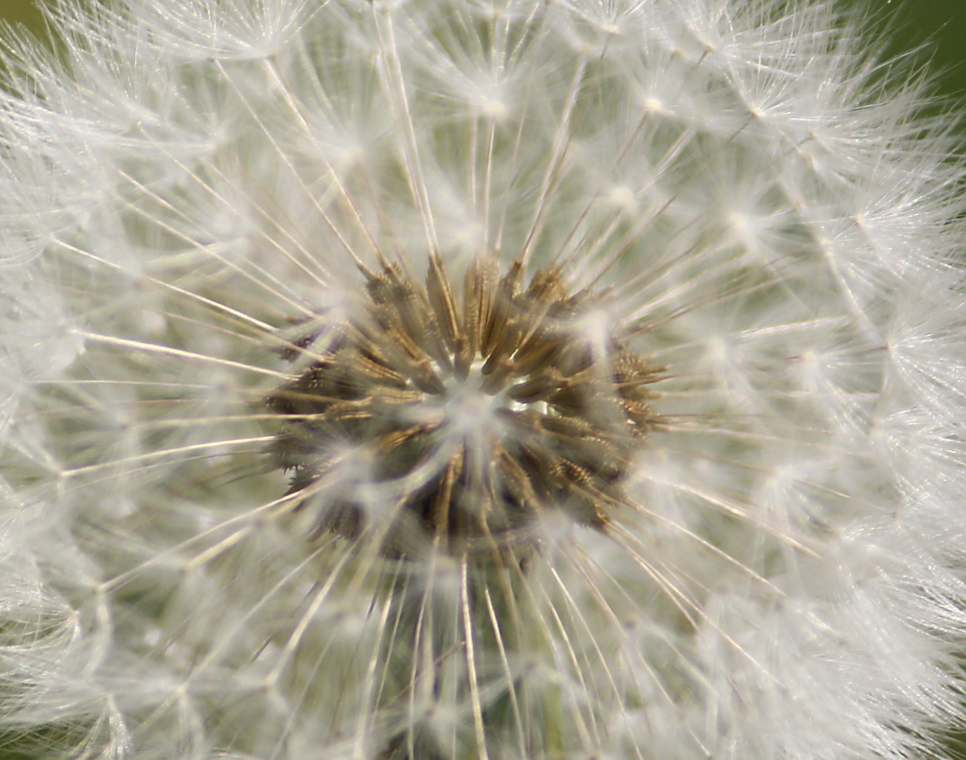 Pusteblume - Detail -