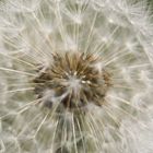 Pusteblume - Detail -