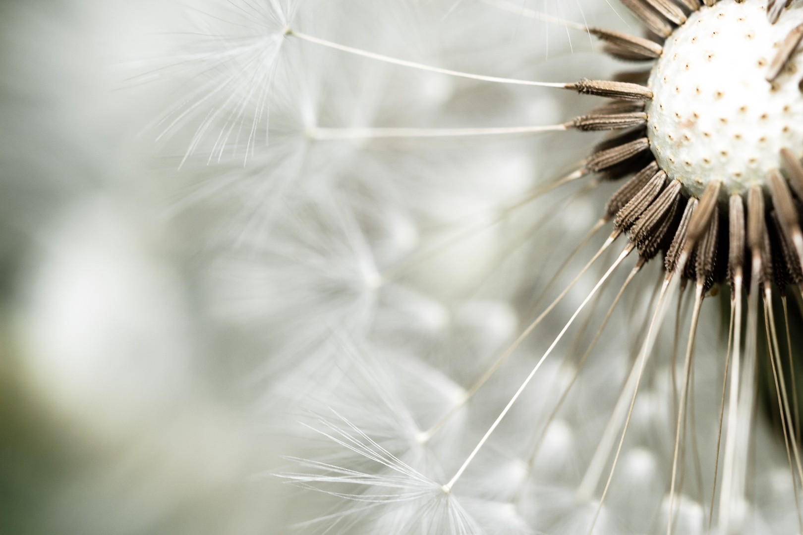 Pusteblume Detail