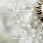 Pusteblume Detail