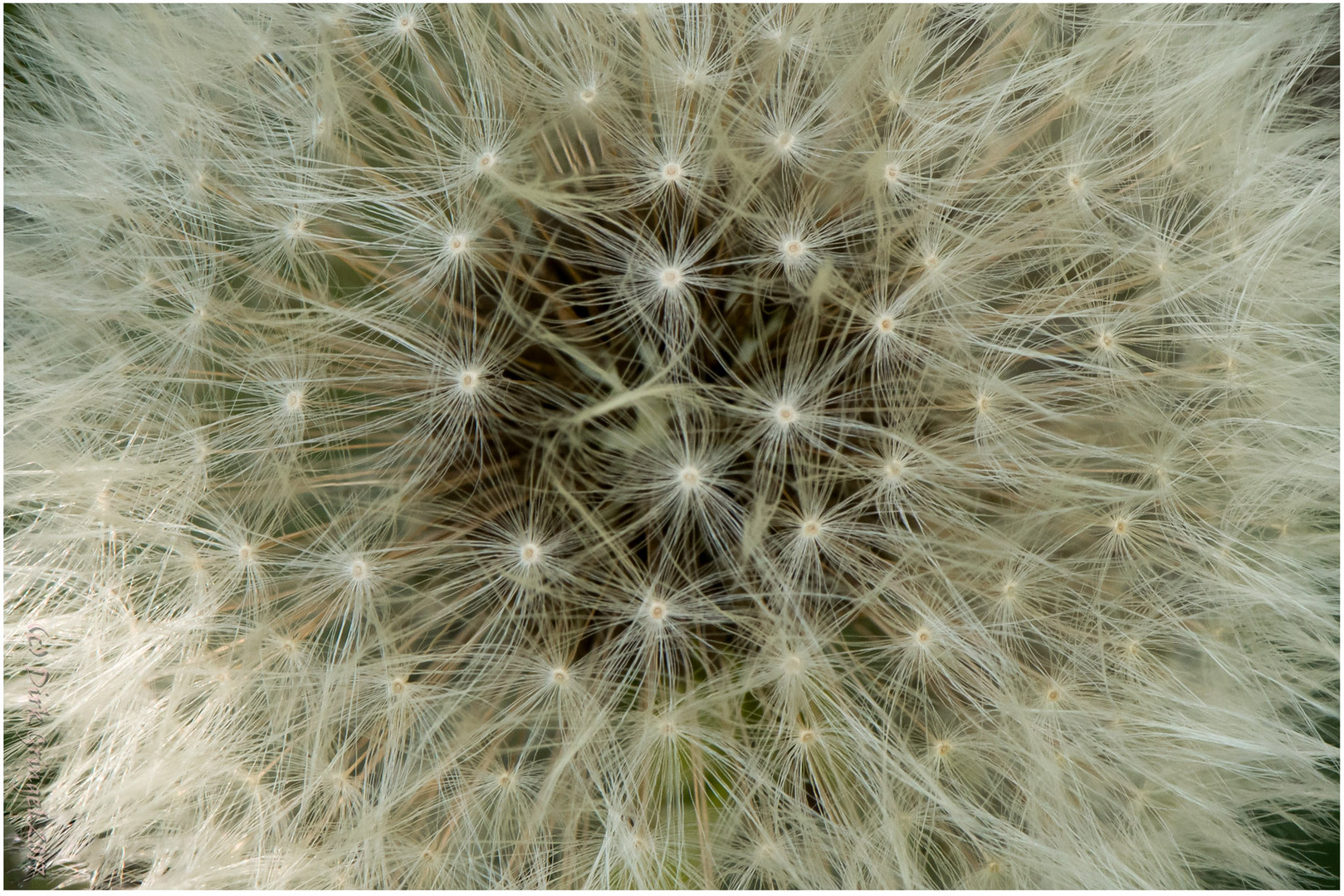 Pusteblume Detail