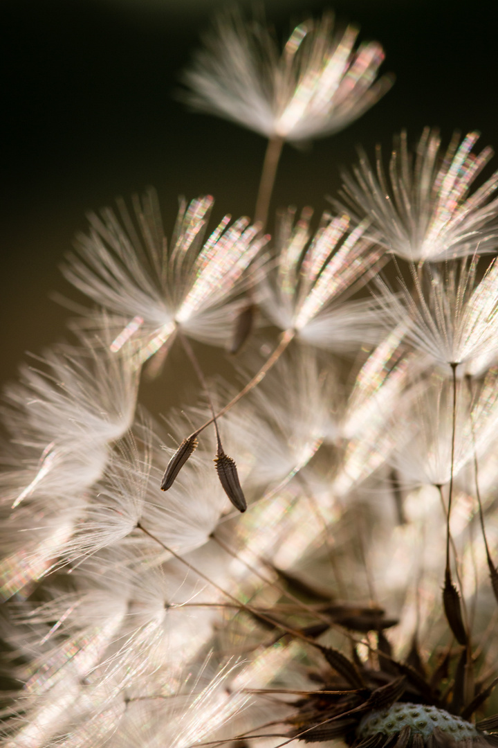 Pusteblume Detail