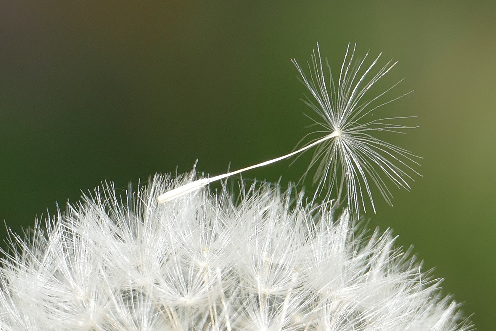 Pusteblume 