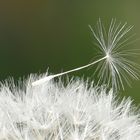 Pusteblume 