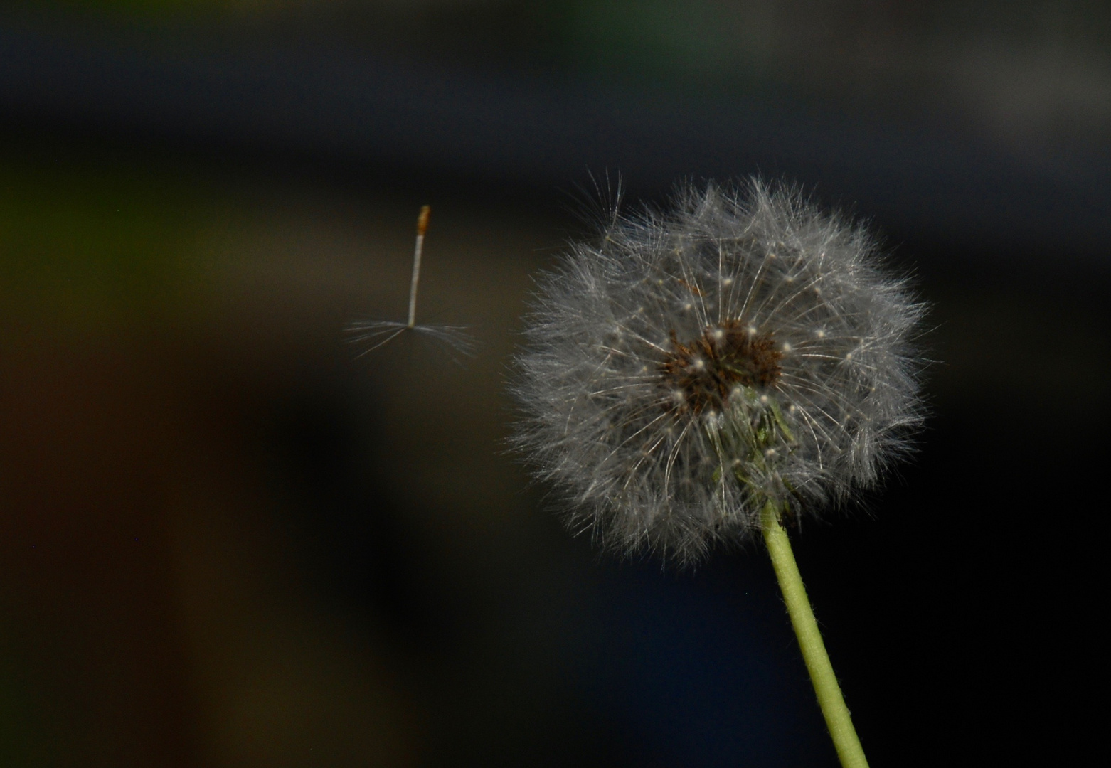 Pusteblume