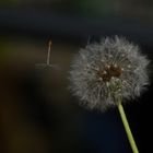 Pusteblume