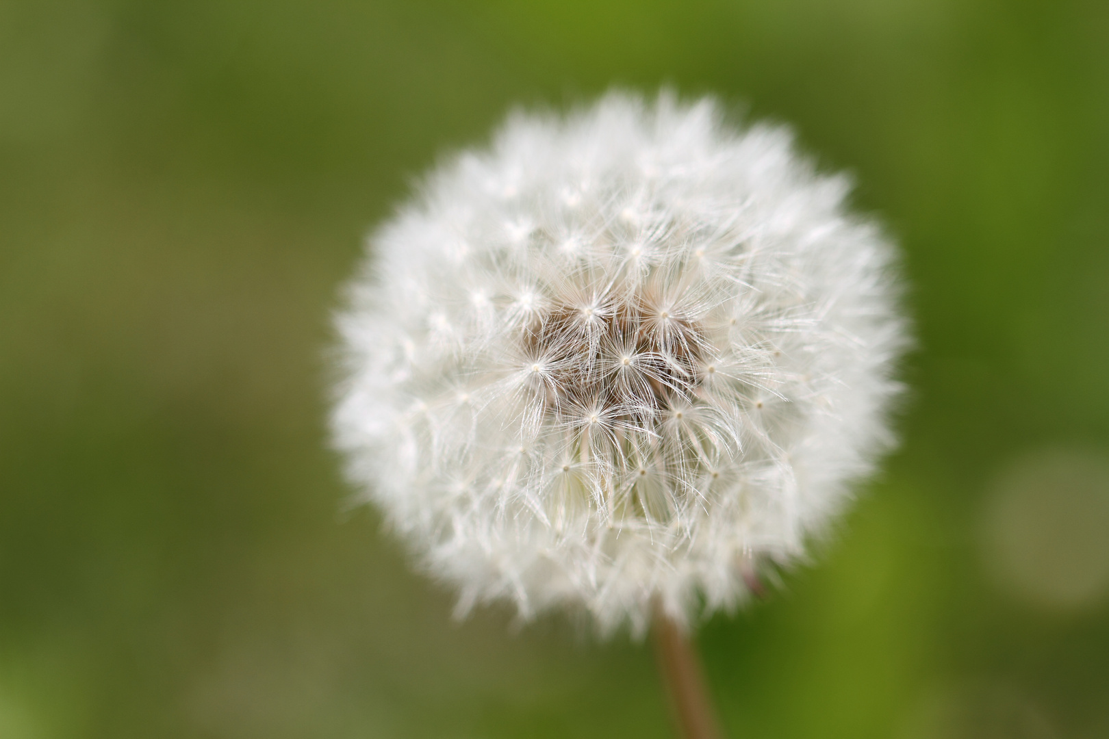 Pusteblume