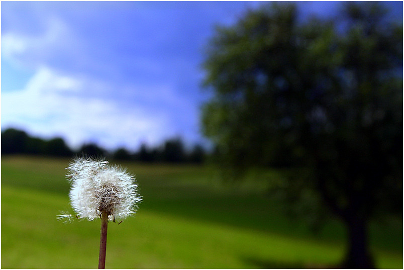 -Pusteblume-