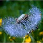 Pusteblume….