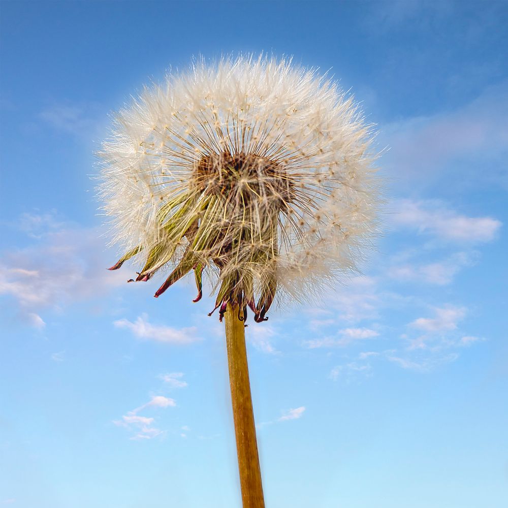 Pusteblume